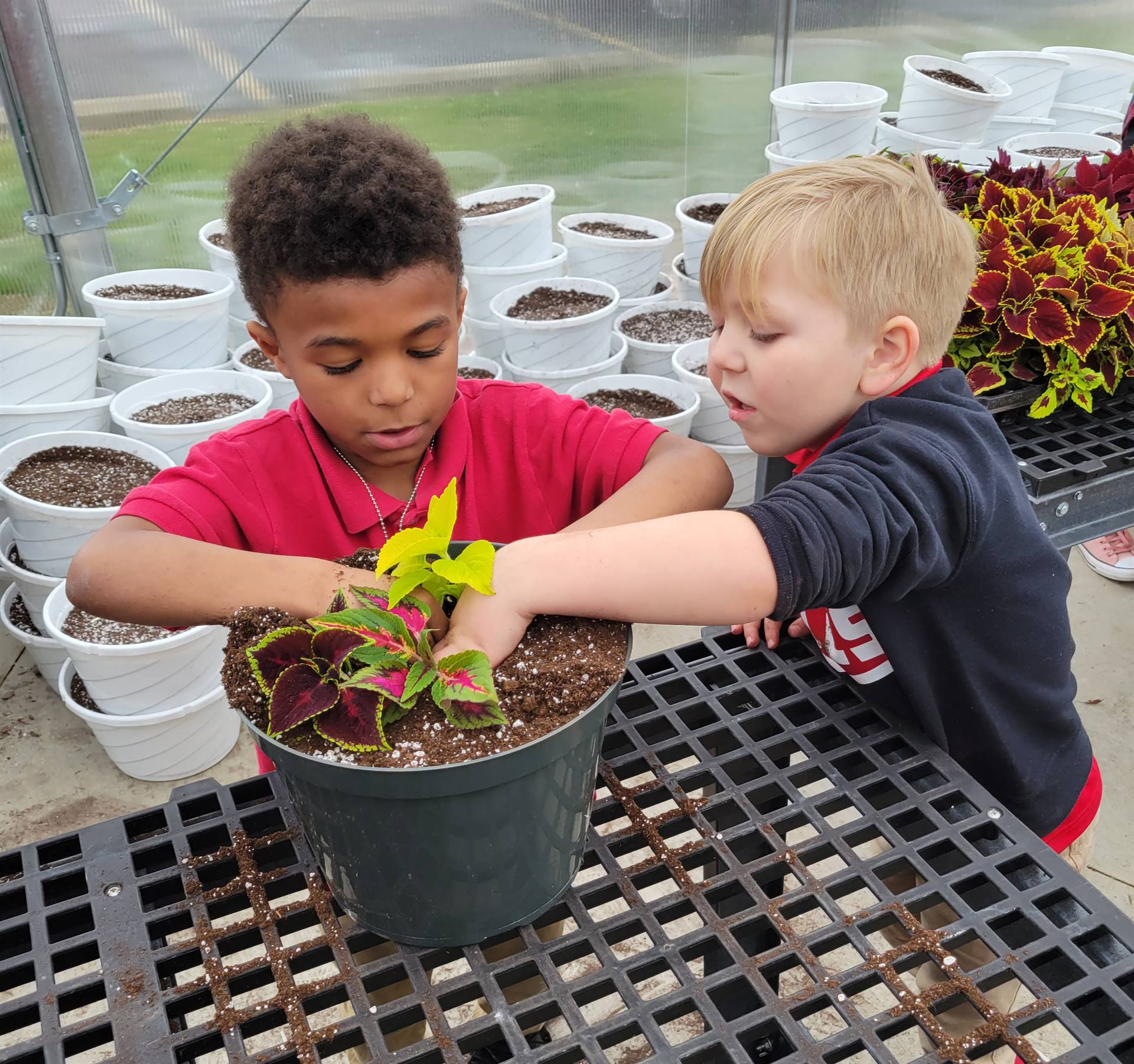 Seedlings